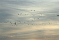 Vogel-Gans-20091031-105.jpg