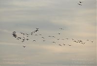 Vogel-Gans-20091031-106.jpg