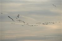 Vogel-Gans-20091031-107.jpg