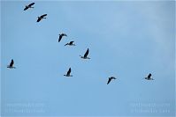 Vogel-Gans-20091031-109.jpg