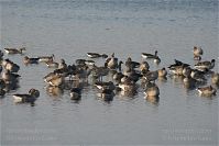 Vogel-Gans-20091031-110.jpg