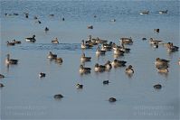 Dateiname=Vogel-Gans-20091031-112.jpg
Dateigröße=151KB
Abmessungen: 880x587
hinzugefügt am: 06. Januar 2016 Vogel-Gans-20091031-112.jpg