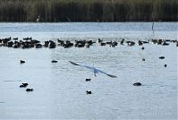 Dateiname=Vogel-Gans-20091031-113.jpg
Dateigröße=160KB
Abmessungen: 880x591
hinzugefügt am: 06. Januar 2016 Vogel-Gans-20091031-113.jpg