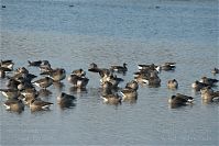 Dateiname=Vogel-Gans-20091031-121.jpg
Dateigröße=199KB
Abmessungen: 880x587
hinzugefügt am: 06. Januar 2016 Vogel-Gans-20091031-121.jpg