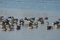 Vogel-Gans-20091031-121.jpg