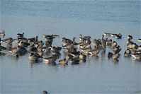 Dateiname=Vogel-Gans-20091031-126.jpg
Dateigröße=182KB
Abmessungen: 880x587
hinzugefügt am: 06. Januar 2016 Vogel-Gans-20091031-126.jpg