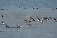 Dateiname=Vogel-Gans-20091031-128.jpg
Dateigröße=159KB
Abmessungen: 880x587
hinzugefügt am: 06. Januar 2016 Vogel-Gans-20091031-128.jpg