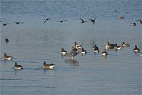 Vogel-Gans-20091031-128.jpg