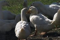 Dateiname=Vogel-Gans-20100906-30.jpg
Dateigröße=149KB
Abmessungen: 880x588
hinzugefügt am: 06. Januar 2016 Vogel-Gans-20100906-30.jpg