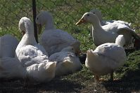 Dateiname=Vogel-Gans-20100906-32.jpg
Dateigröße=180KB
Abmessungen: 880x588
hinzugefügt am: 06. Januar 2016 Vogel-Gans-20100906-32.jpg
