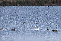 Dateiname=Vogel-Gans-20101023-05.jpg
Dateigröße=179KB
Abmessungen: 880x593
hinzugefügt am: 06. Januar 2016 Vogel-Gans-20101023-05.jpg