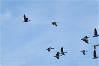 Vogel-Gans-20101023-10.jpg