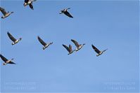 Vogel-Gans-20101023-12.jpg