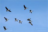 Dateiname=Vogel-Gans-20101023-13.jpg
Dateigröße=79KB
Abmessungen: 880x588
hinzugefügt am: 06. Januar 2016 Vogel-Gans-20101023-13.jpg
