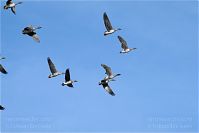 Dateiname=Vogel-Gans-20101023-14.jpg
Dateigröße=77KB
Abmessungen: 880x588
hinzugefügt am: 06. Januar 2016 Vogel-Gans-20101023-14.jpg