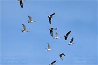 Dateiname=Vogel-Gans-20101023-15.jpg
Dateigröße=75KB
Abmessungen: 880x588
hinzugefügt am: 06. Januar 2016 Vogel-Gans-20101023-15.jpg