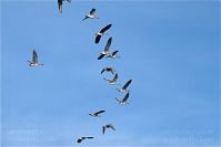 Dateiname=Vogel-Gans-20101023-16.jpg
Dateigröße=75KB
Abmessungen: 880x588
hinzugefügt am: 06. Januar 2016 Vogel-Gans-20101023-16.jpg
