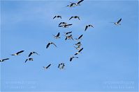 Dateiname=Vogel-Gans-20101023-17.jpg
Dateigröße=85KB
Abmessungen: 880x588
hinzugefügt am: 06. Januar 2016 Vogel-Gans-20101023-17.jpg