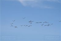 Dateiname=Vogel-Gans-20101023-19.jpg
Dateigröße=65KB
Abmessungen: 880x588
hinzugefügt am: 06. Januar 2016 Vogel-Gans-20101023-19.jpg
