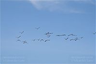 Vogel-Gans-20101023-19.jpg