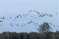 Dateiname=Vogel-Gans-20101023-20.jpg
Dateigröße=144KB
Abmessungen: 880x588
hinzugefügt am: 06. Januar 2016 Vogel-Gans-20101023-20.jpg