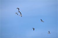 Dateiname=Vogel-Gans-20101023-22.jpg
Dateigröße=64KB
Abmessungen: 880x588
hinzugefügt am: 06. Januar 2016 Vogel-Gans-20101023-22.jpg