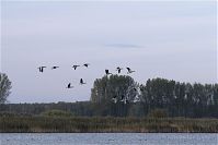 Dateiname=Vogel-Gans-20101023-32.jpg
Dateigröße=128KB
Abmessungen: 880x588
hinzugefügt am: 06. Januar 2016 Vogel-Gans-20101023-32.jpg