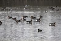 Dateiname=Vogel-Gans-20101101-10.jpg
Dateigröße=185KB
Abmessungen: 880x588
hinzugefügt am: 06. Januar 2016 Vogel-Gans-20101101-10.jpg