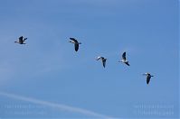 Dateiname=Vogel-Gans-20110820-052.jpg
Dateigröße=55KB
Abmessungen: 880x584
hinzugefügt am: 06. Januar 2016 Vogel-Gans-20110820-052.jpg
