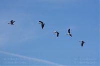 Vogel-Gans-20110820-052.jpg