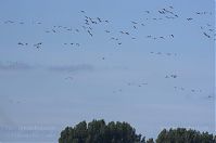 Vogel-Gans-20110820-053.jpg