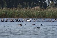 Vogel-Gans-20110820-058.jpg