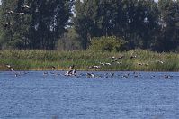 Dateiname=Vogel-Gans-20110820-059.jpg
Dateigröße=254KB
Abmessungen: 880x584
hinzugefügt am: 06. Januar 2016 Vogel-Gans-20110820-059.jpg
