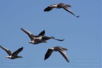 Vogel-Gans-20120819-128.jpg