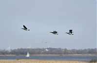 Vogel-Gans-20130502-157.jpg