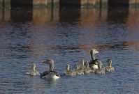 Dateiname=Vogel-Gans-20130607-008.jpg
Dateigröße=168KB
Abmessungen: 880x597
hinzugefügt am: 06. Januar 2016 Vogel-Gans-20130607-008.jpg