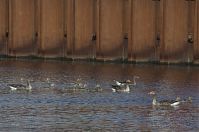 Dateiname=Vogel-Gans-20130607-014.jpg
Dateigröße=173KB
Abmessungen: 880x583
hinzugefügt am: 06. Januar 2016 Vogel-Gans-20130607-014.jpg