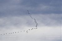 Dateiname=Vogel-Gans-20131019-188.jpg
Dateigröße=62KB
Abmessungen: 880x584
hinzugefügt am: 06. Januar 2016 Vogel-Gans-20131019-188.jpg