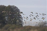 Dateiname=Vogel-Gans-20131114-085.jpg
Dateigröße=160KB
Abmessungen: 880x584
hinzugefügt am: 06. Januar 2016 Vogel-Gans-20131114-085.jpg