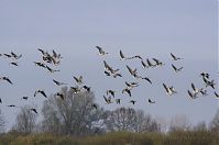 Dateiname=Vogel-Gans-20131114-086.jpg
Dateigröße=121KB
Abmessungen: 880x584
hinzugefügt am: 06. Januar 2016 Vogel-Gans-20131114-086.jpg