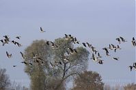 Dateiname=Vogel-Gans-20131114-087.jpg
Dateigröße=144KB
Abmessungen: 880x584
hinzugefügt am: 06. Januar 2016 Vogel-Gans-20131114-087.jpg