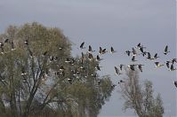 Dateiname=Vogel-Gans-20131114-088.jpg
Dateigröße=174KB
Abmessungen: 880x584
hinzugefügt am: 06. Januar 2016 Vogel-Gans-20131114-088.jpg