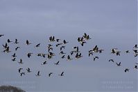 Dateiname=Vogel-Gans-20131114-089.jpg
Dateigröße=82KB
Abmessungen: 880x584
hinzugefügt am: 06. Januar 2016 Vogel-Gans-20131114-089.jpg