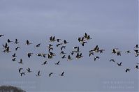 Vogel-Gans-20131114-089.jpg