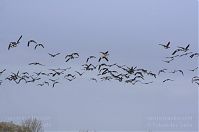 Dateiname=Vogel-Gans-20131114-090.jpg
Dateigröße=86KB
Abmessungen: 880x584
hinzugefügt am: 06. Januar 2016 Vogel-Gans-20131114-090.jpg