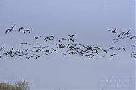 Vogel-Gans-20131114-090.jpg