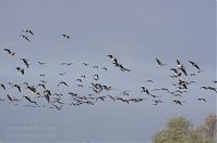 Vogel-Gans-20131114-092.jpg