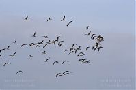 Vogel-Gans-20131114-093.jpg