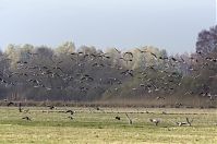 Vogel-Gans-20131114-119.jpg