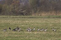Vogel-Gans-20131114-122.jpg
